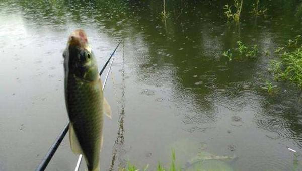 春季下雨天好钓鱼吗