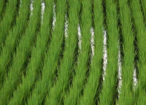 湖北中稻什么时候播种合适