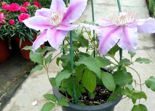 铁线莲怎么度夏安全