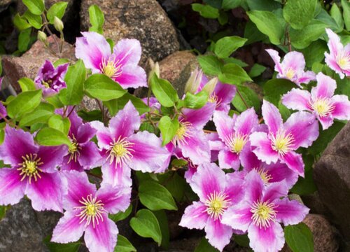 铁线莲怎么度夏安全