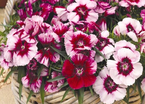 五彩石竹什么时候开花