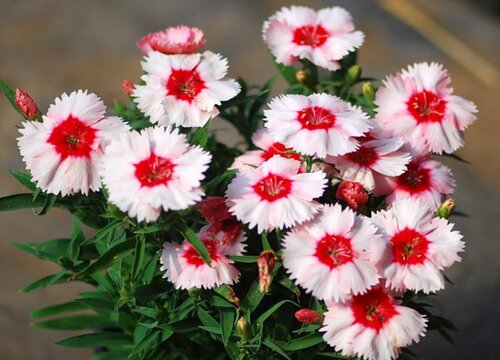 五彩石竹什么时候开花