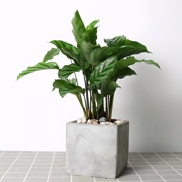 厕所放什么绿植比较好