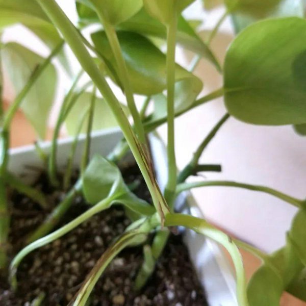 厕所放什么绿植比较好