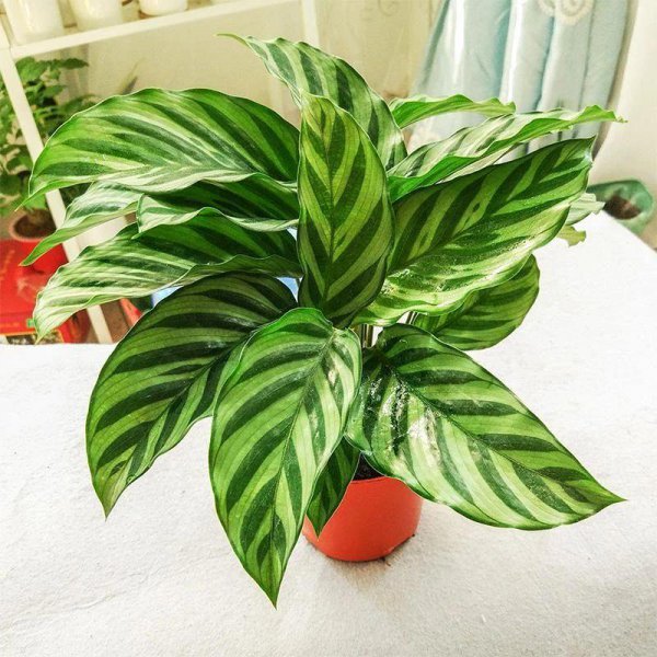 厕所放什么绿植比较好