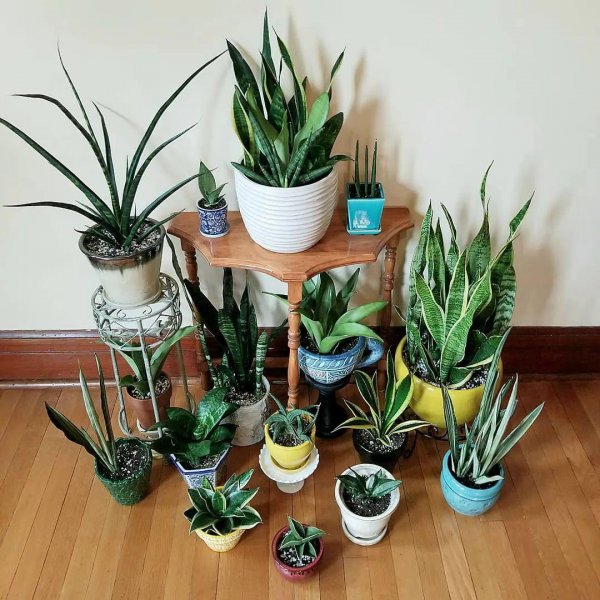 厕所放什么绿植比较好