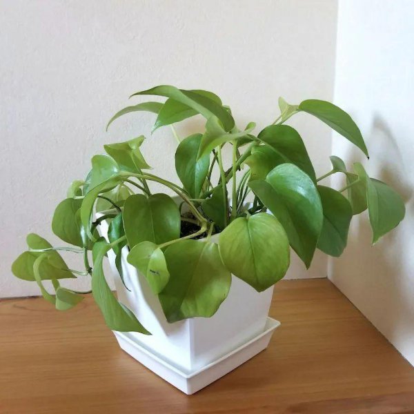 厕所放什么绿植比较好