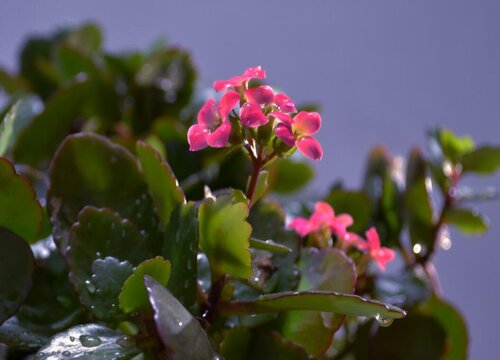 兰花烂根怎么补救