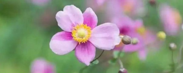 大火草与白头翁的区别是什么