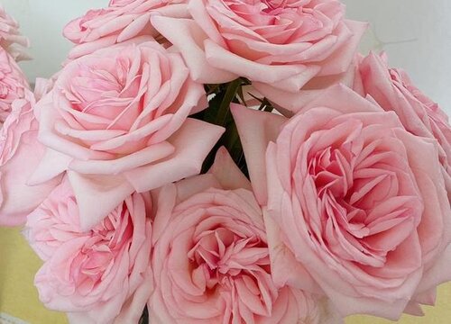 看望产妇送什么花比较好