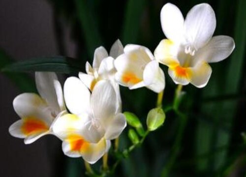 看望产妇送什么花比较好