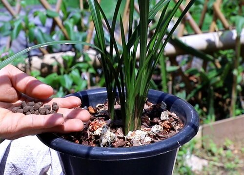 养了三年的兰花为什么不开花