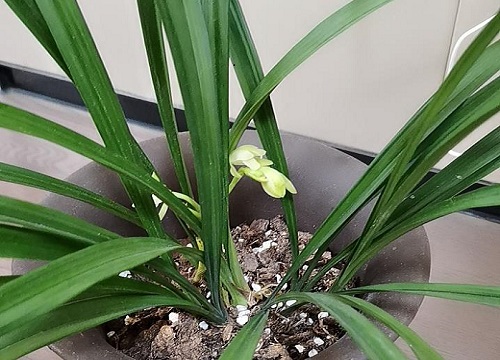 养了三年的兰花为什么不开花