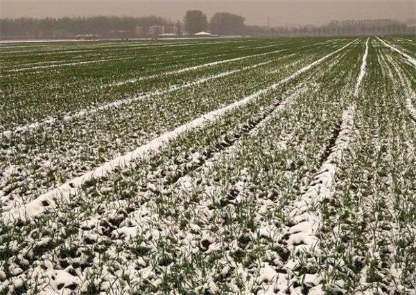 小麦缺苗断垄怎么办