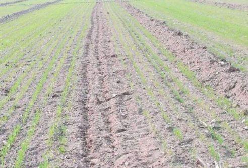 小麦缺苗断垄怎么办