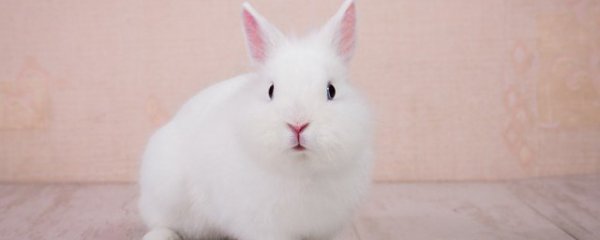 兔子本命年可以戴黑曜石吗