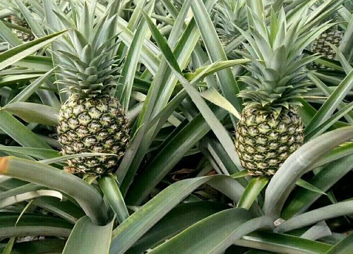 菠萝是热带水果吗