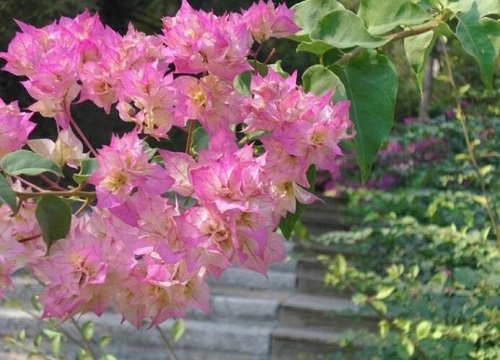 三角梅盆土板结怎么办