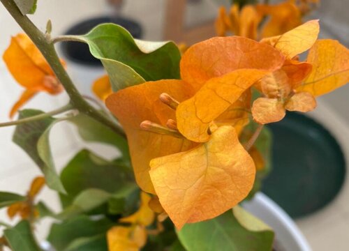 三角梅盆土板结怎么办