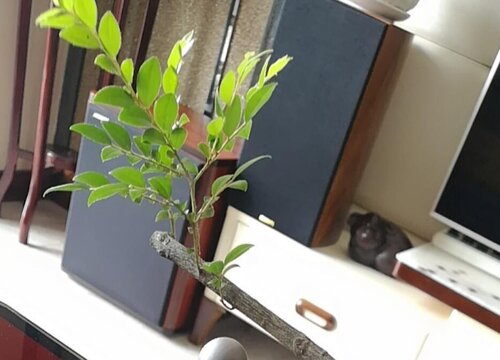 榕树的叶子像什么形状