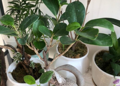 榕树的叶子像什么形状