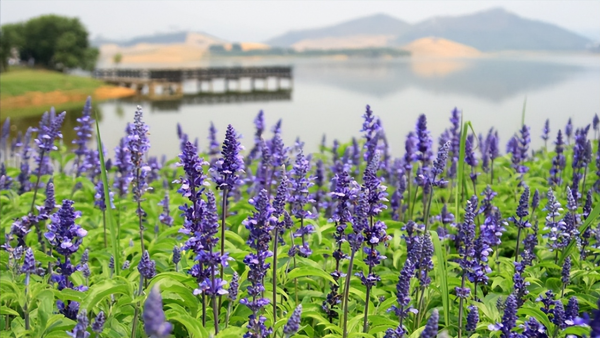 东莞一日游必去的地方