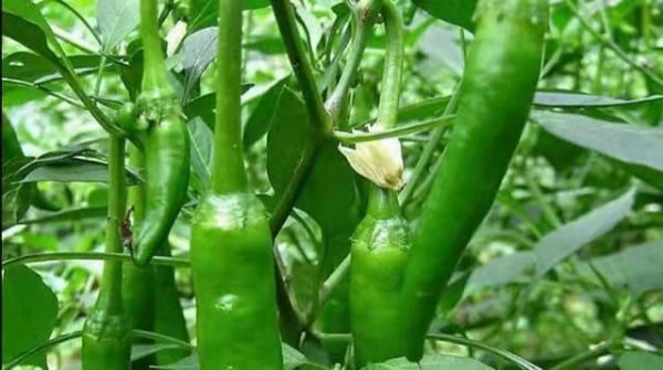 辣椒是直根系还是须根系