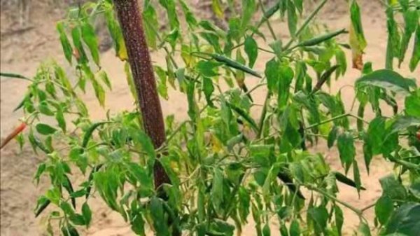 辣椒是直根系还是须根系