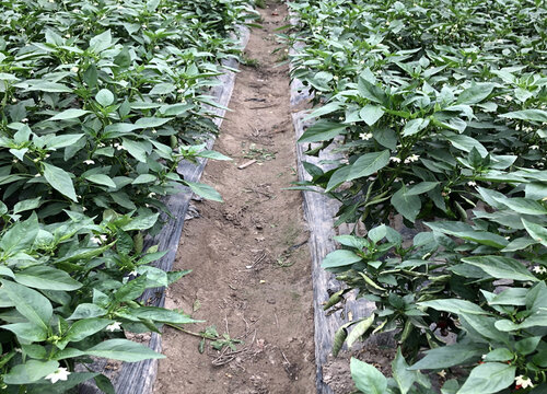 辣椒是直根系还是须根系