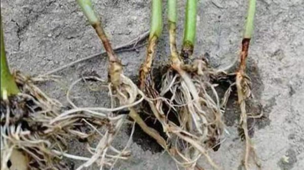 辣椒是直根系还是须根系