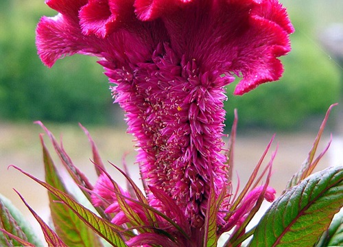 鸡冠花长什么样子图片