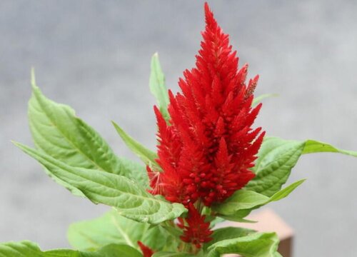 鸡冠花长什么样子图片