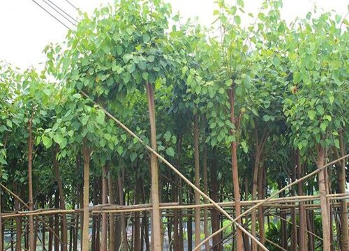 门前不栽竹房后不栽树什么意思