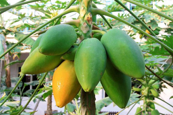 怎样种木瓜产量高