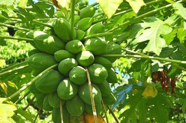 怎样种木瓜产量高