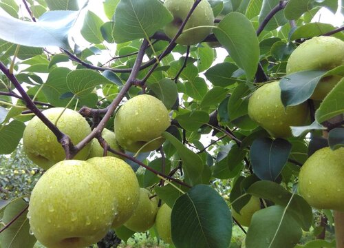 砀山梨的功效与作用