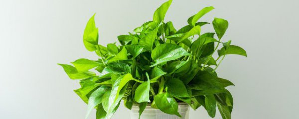 室内摆件放什么植物招财