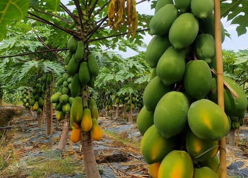 木瓜是热带水果吗