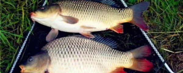 怎样判断钓鱼口味比较好