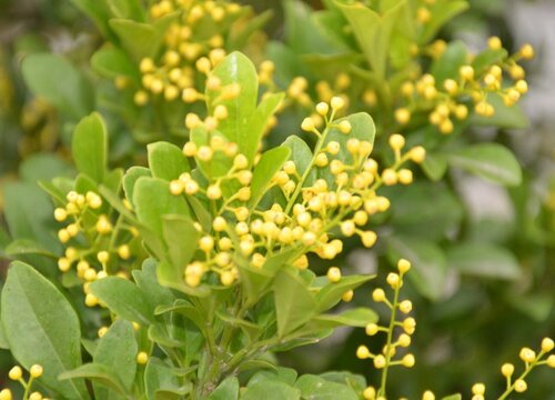 米兰花剪成秃头可以吗