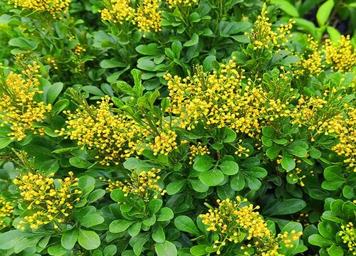 米兰花剪成秃头可以吗