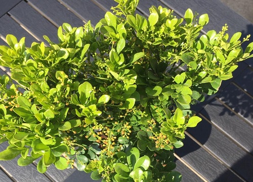 米兰花剪成秃头可以吗