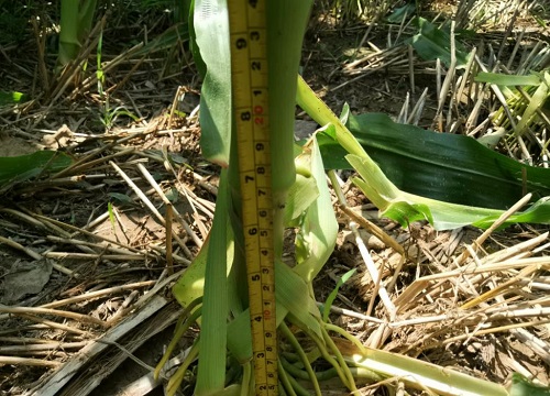 金博士乐农79玉米种子简介