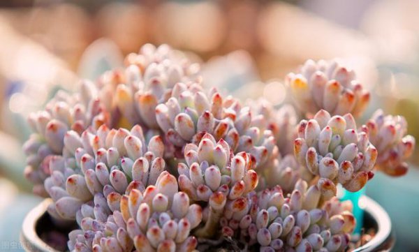 多肉不小心水浇多了怎么办