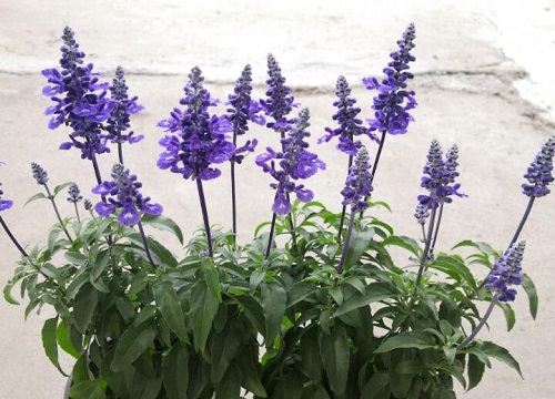 天蓝鼠尾草花期是什么时候