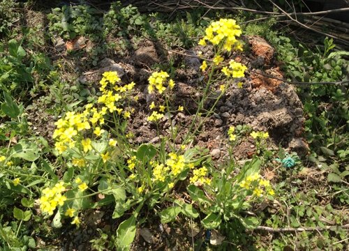 油菜花花期是什么时候