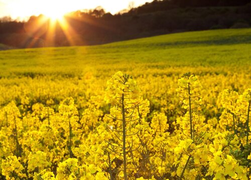 油菜花花期是什么时候