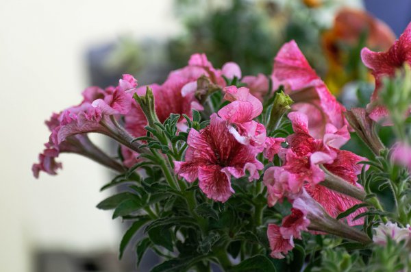 男生欲情故纵的表现