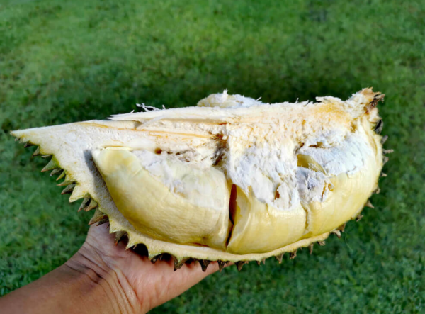 榴莲的品种排名