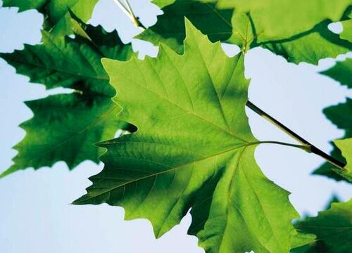 梧桐叶与枫叶的区别图